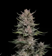 Tropicanna Cherry Auto