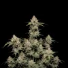 Black Shadow Auto