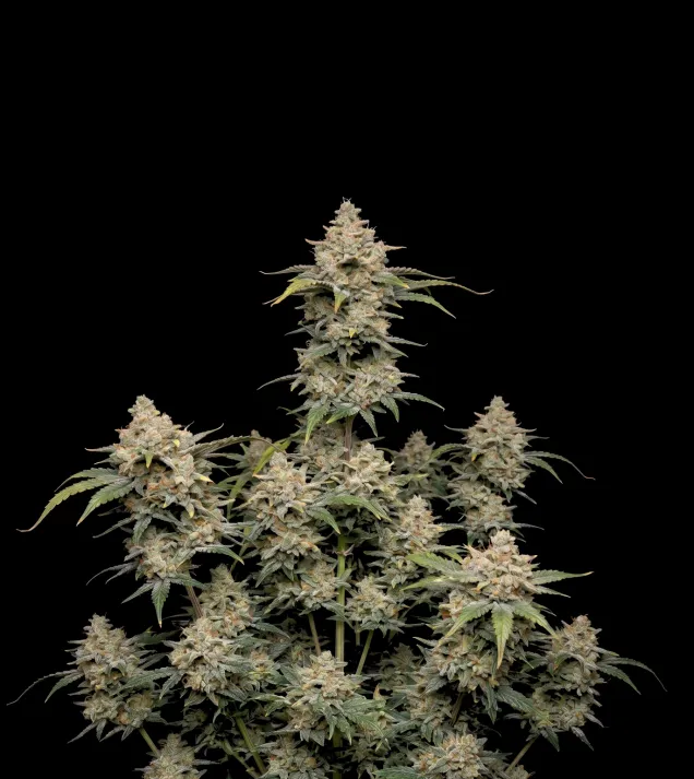 Black Shadow Auto