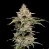 Black Shadow Auto