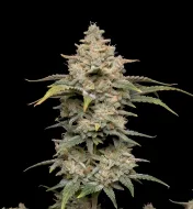 Black Shadow Auto