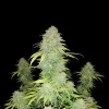 Lemon Alien