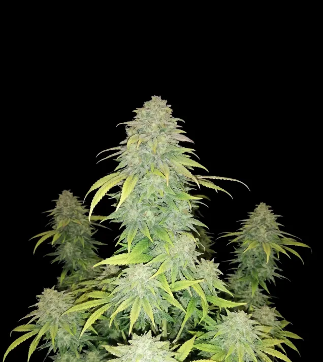 Lemon Alien