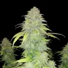 Lemon Alien