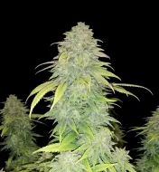 Lemon Alien