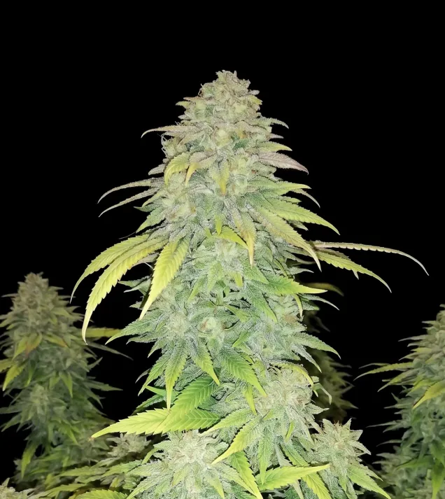 Lemon Alien