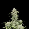 Banana Cream Auto
