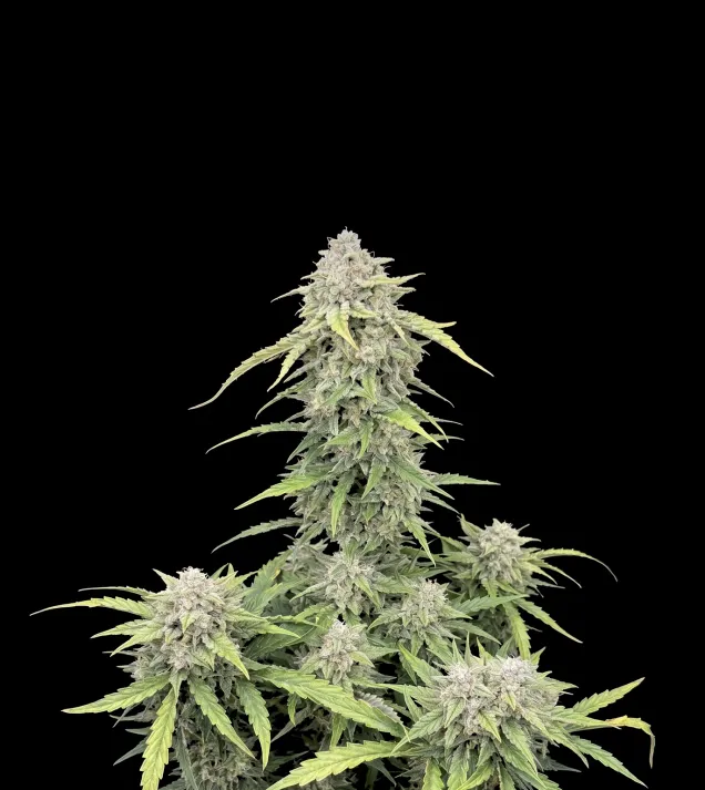 Banana Cream Auto