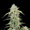 Banana Cream Auto