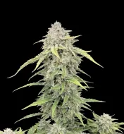 Banana Cream Auto