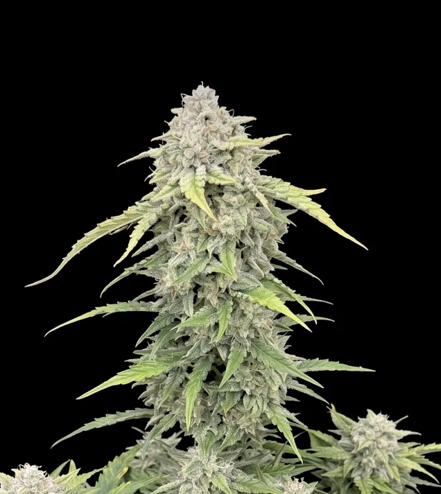 Banana Cream Auto
