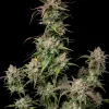Papaya Boof Auto