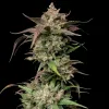 Papaya Boof Auto