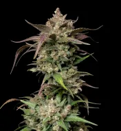 Papaya Boof Auto