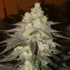 Banana Daddy RBX2 Auto 