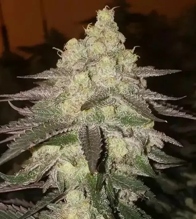 Banana Daddy RBX2 Auto 