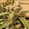 Banana Jealousy IBL Auto