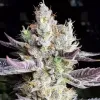 BooBerry Cookies RBX