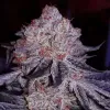 Cherry Gar-See-Ya R1