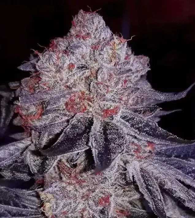 Cherry Gar-See-Ya R1
