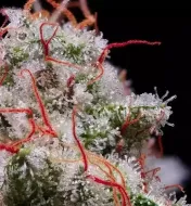 Peach Crescendo Auto RF3
