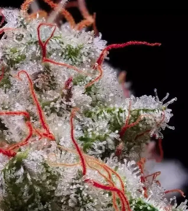 Peach Crescendo Auto RF3