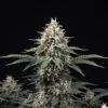 Blueberry Kush