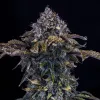 Bear Assed Monkey Auto