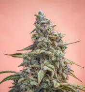 Canna-Cheese CBD 1:1 Auto