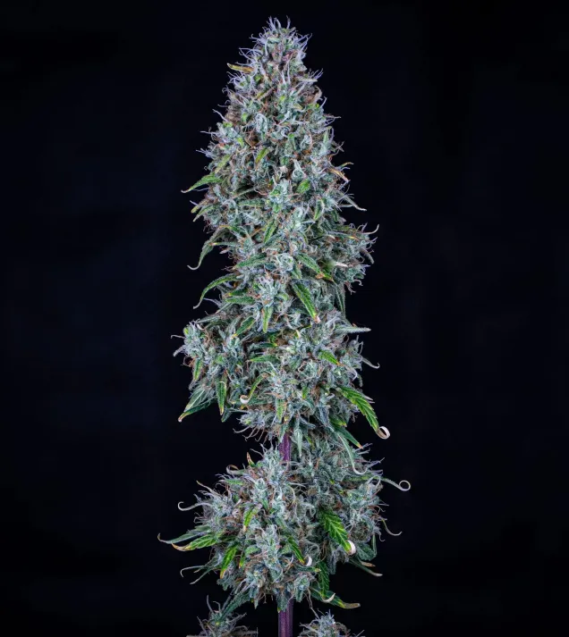 Hubbabubbasmelloscope Auto