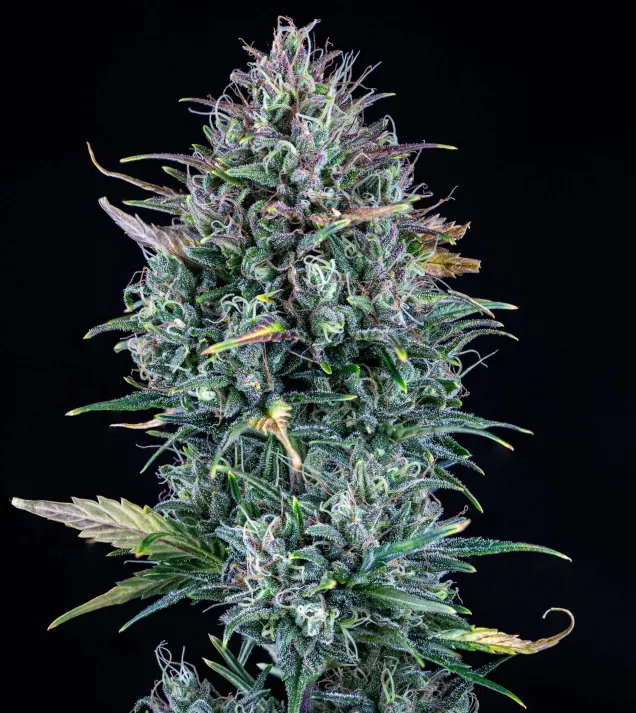 Livers Bx1 Auto