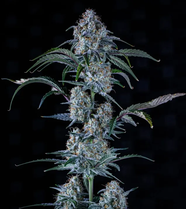 Sour Stomper Auto