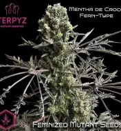 Mentha de Croco Fern BX1 F2&nbsp;