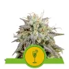 Mimosa Automatic SALE