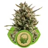 Amnesia Haze Automatic SALE