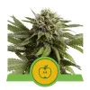 Apple Fritter Automatic SALE