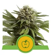 Apple Fritter Automatic SALE