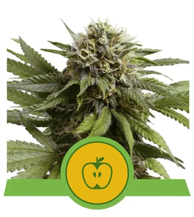 Apple Fritter Automatic SALE