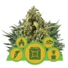 Autoflowering Mix SALE