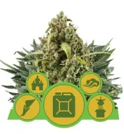 Autoflowering Mix SALE