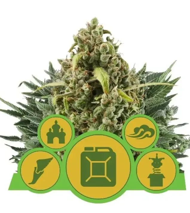 Autoflowering Mix SALE