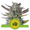 Purple Punch Automatic SALE