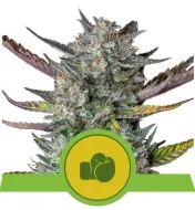 Purple Punch Automatic SALE