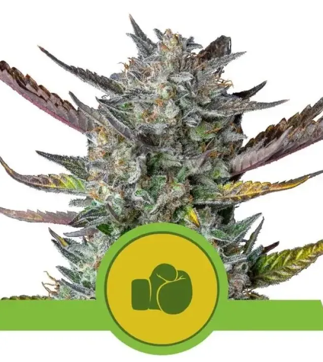 Purple Punch Automatic SALE