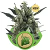 Blue Cheese Automatic SALE