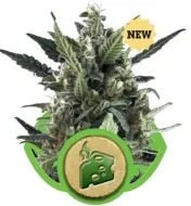 Blue Cheese Automatic SALE