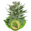 Royal Cheese Automatic SALE
