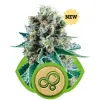 Bubble Kush Automatic SALE
