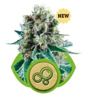 Bubble Kush Automatic SALE