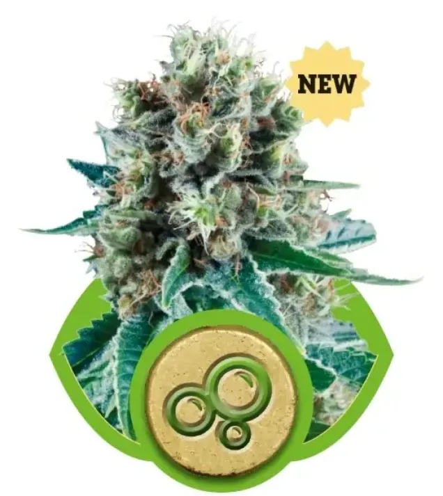 Bubble Kush Automatic SALE